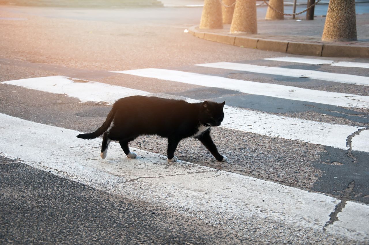 Pozor na prechádzajúce mačky cez cestu