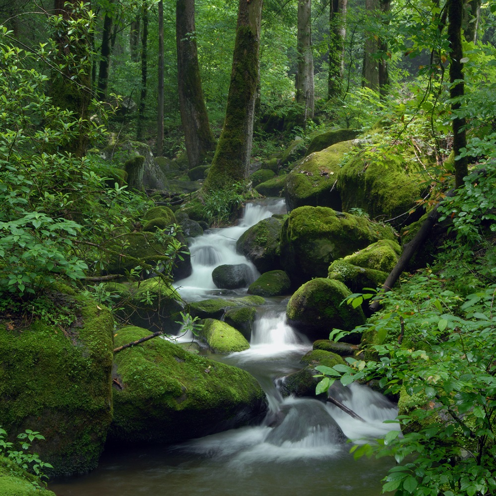Lesný potok
