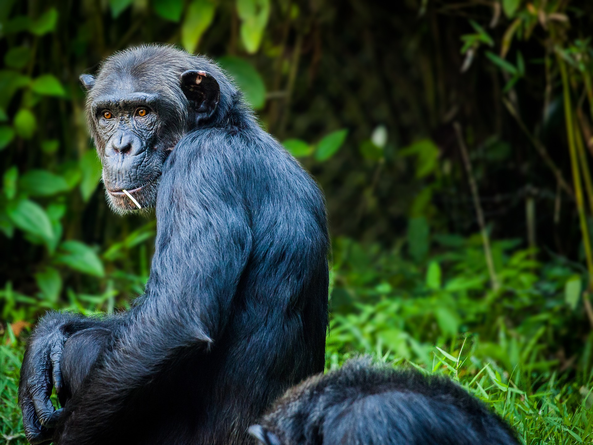Šimpanz - zástupca pralesnej fauny
