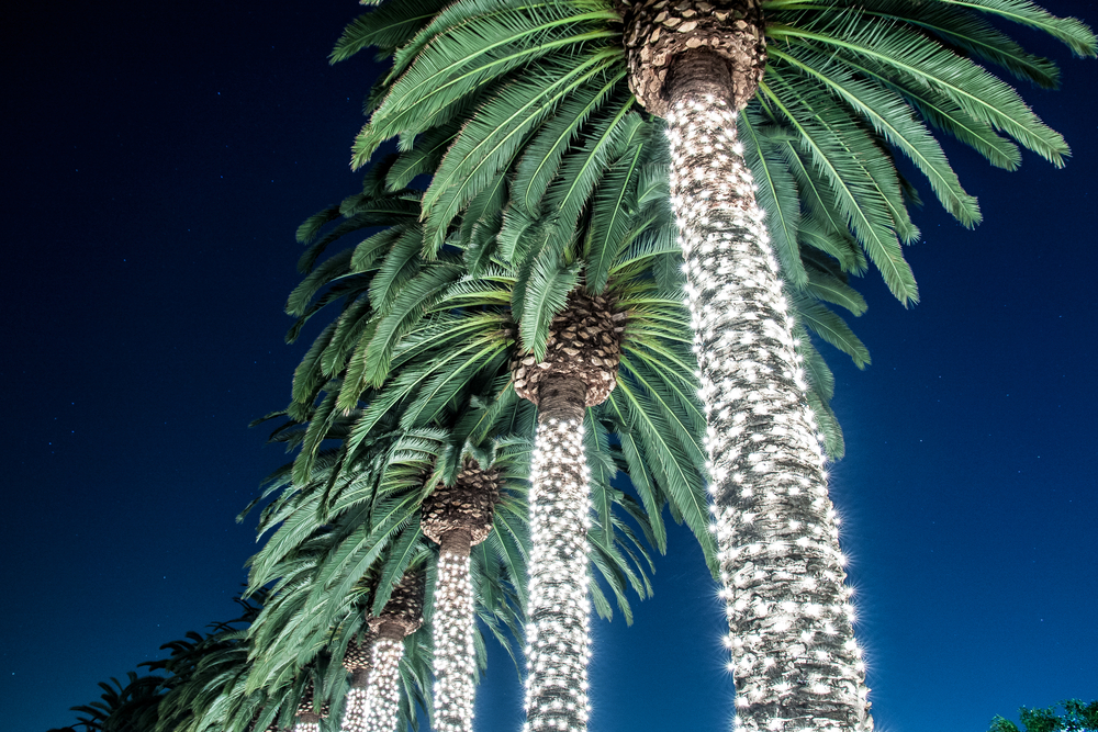 V některých částech světa místo jehličnatých stromků zdobí lidé palmy
