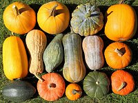 Tekvica: jesenná dávka vitamínov a minerálov