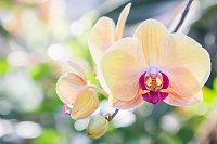 Vypestujte si orchideu, ktorú vám bude každý závidieť